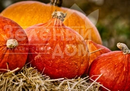 Насіння гарбуза Хакайдо Помаранчевий / Hokkaido Orange, 80-90 днів купити оптом і в роздріб в Україні за вигідною ціною