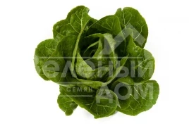 Семена салата Рафаэль / Rafael купить оптом и в розницу в Украине по выгодной цене