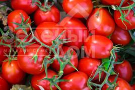 Насіння томатів Фоккер F1 / Fokker F1,120-130 днів купити оптом і в роздріб в Україні за вигідною ціною