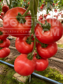 Насіння томатів Масумі F1 / Masumi F1 купити оптом і в роздріб в Україні за вигідною ціною