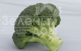 Насіння капусти броколі Баторі F1 / Batory F1,70-75 днів купити оптом і в роздріб в Україні за вигідною ціною