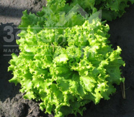 Насіння салату Фанлі F1 / Funly F1 купити оптом і в роздріб в Україні за вигідною ціною