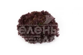 Семена салата Атмос / Athmos купить оптом и в розницу в Украине по выгодной цене