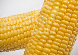 Насіння кукурудзи Мореланд (GSS 1453) F1 / Moreland  (GSS 1453) F1,83 дні купити оптом і в роздріб в Україні за вигідною ціною