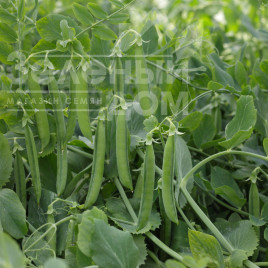 Насіння гороху Олінда / Olinda ,55-60 днів купити оптом і в роздріб в Україні за вигідною ціною