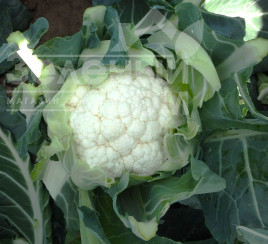 Насіння капусти цвітної Найробі F1 / Nayrobi F1, 83– 90 днів купити оптом і в роздріб в Україні за вигідною ціною