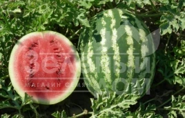 Семена арбуза Нептун F1 / Neptun F1,70-75 дней купить оптом и в розницу в Украине по выгодной цене