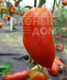 Насіння томатів Хуго / Hugo купити оптом і в роздріб в Україні за вигідною ціною