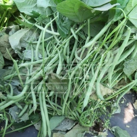 Семена фасоли Вера / Vera,50-55 дней купить оптом и в розницу в Украине по выгодной цене