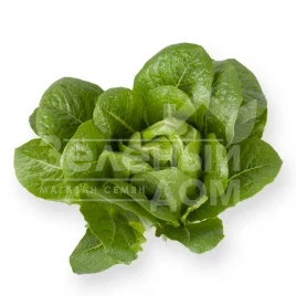 Семена салата Айвона / Auvona купить оптом и в розницу в Украине по выгодной цене