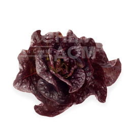 Насіння салату Галатея / Galatea купити оптом і в роздріб в Україні за вигідною ціною