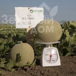 Насіння дині КС 7044 F1 / KS 7044 F1, 75-80 днів купити оптом і в роздріб в Україні за вигідною ціною