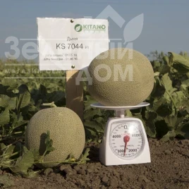 Насіння дині КС 7044 F1 / KS 7044 F1, 75-80 днів купити оптом і в роздріб в Україні за вигідною ціною