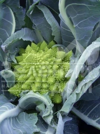 Семена капусты романеско Вердоне F1 / Verdone F1,80-85 дней купить оптом и в розницу в Украине по выгодной цене