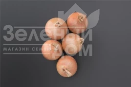 Лук репчатый Онеида F1 / Oneida F1 купить оптом и в розницу в Украине по выгодной цене