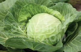 Семена капусты белокочанной Кевин F1 / Kevin F1,50-52 дня купить оптом и в розницу в Украине по выгодной цене
