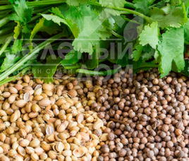 Насіння кінзи (коріандру) Марокканський / Morrocan купити оптом і в роздріб в Україні за вигідною ціною