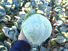 Насіння капусти білокачанної Алекса F1 / Alexa F1, 120-125 днів купити оптом і в роздріб в Україні за вигідною ціною
