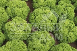 Семена салата Биондонна / Biondonna,45-50 дней купить оптом и в розницу в Украине по выгодной цене