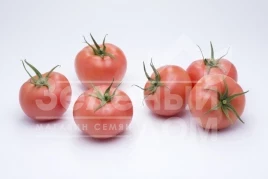 Семена томатов Мамстон F1 / Mamston F1,58-60 дней купить оптом и в розницу в Украине по выгодной цене