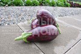 Насіння баклажанів Лєйре F1 / Leire F1,95-100 днів купити оптом і в роздріб в Україні за вигідною ціною