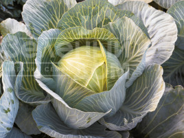 Насіння капусти білокачанної Кіластор F1 / Kilastor F1,130-135 днів купити оптом і в роздріб в Україні за вигідною ціною
