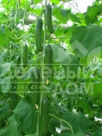 Семена огурцов Яни F1 / Yani F1,40-45 дней купить оптом и в розницу в Украине по выгодной цене