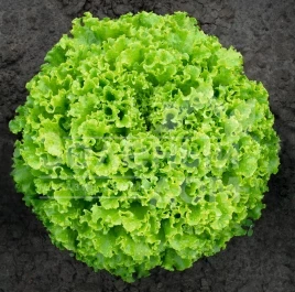 Семена салата Сементел / Sementel,35-45 дней купить оптом и в розницу в Украине по выгодной цене