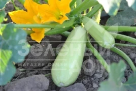 Семена кабачков Атилла F1 / Atilla F1 купить оптом и в розницу в Украине по выгодной цене