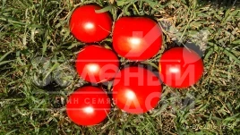 Семена томатов Квикфаер F1 / Kvikfaer F1,85-95 дней купить оптом и в розницу в Украине по выгодной цене