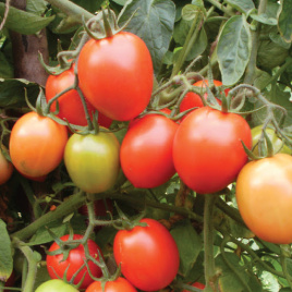 Насіння томатів Кармен F1 / Carmen F1,110-115 днів купити оптом і в роздріб в Україні за вигідною ціною