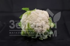 Семена капусты цветной Немо F1 / Nemo F1,60-70 дней купить оптом и в розницу в Украине по выгодной цене