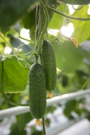 Семена огурцов Валигора F1 / Valigora F1 купить оптом и в розницу в Украине по выгодной цене