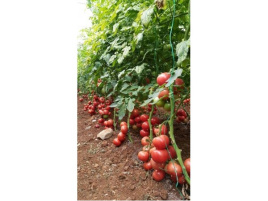 Насіння томатів Барбара F1 / Barbara F1 купити оптом і в роздріб в Україні за вигідною ціною