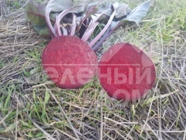 Семена свеклы Детройт Дарк Ред / Detrojt Dark Red,75-80 дней купить оптом и в розницу в Украине по выгодной цене