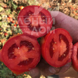 Насіння томатів 2123 F1 / 2123 F1,110-115 днів купити оптом і в роздріб в Україні за вигідною ціною