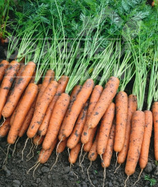 Насіння моркви Наполі F1 / Napoli F1,90 днів купити оптом і в роздріб в Україні за вигідною ціною