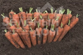 Семена моркови Кентон F1 / Canton F1, 110-120 дней купить оптом и в розницу в Украине по выгодной цене