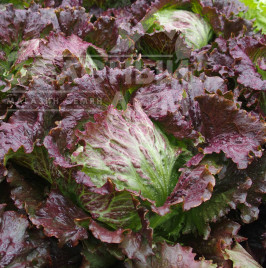 Насіння салату Дерел / Derel, 65-75 днів купити оптом і в роздріб в Україні за вигідною ціною