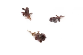 Семена салата Кентрел / Cantrell купить оптом и в розницу в Украине по выгодной цене