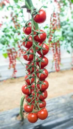 Семена томатов Миноприо F1 / Minoprio F1,65-70 дней купить оптом и в розницу в Украине по выгодной цене