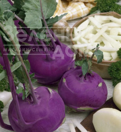 Насіння капусти кольрабі Модрава F1 / Modrava F1,40-50 днів купити оптом і в роздріб в Україні за вигідною ціною