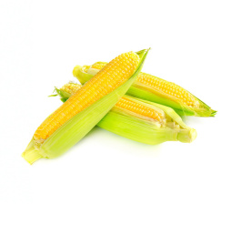 Насіння кукурудзи Розі F1 / Rozi F1 купити оптом і в роздріб в Україні за вигідною ціною