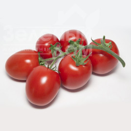 Насіння томатів Банті F1 (КС 3819 F1) / Banty F1 (KS 3819 F1),105-115 днів купити оптом і в роздріб в Україні за вигідною ціною