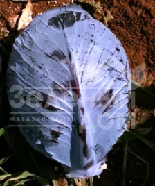 Семена капусты краснокочанной Ред Харизма F1 / Red Charisma F1,80-90 дней купить оптом и в розницу в Украине по выгодной цене