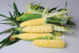 Семена кукурузы Ксанаду F1 ( Нирвана F1) / Xanadu F1 ( Nirvana F1), 71-72 дня купить оптом и в розницу в Украине по выгодной цене