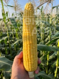 Семена кукурузы Камук F1 / Kamuk F1, 78 дней купить оптом и в розницу в Украине по выгодной цене