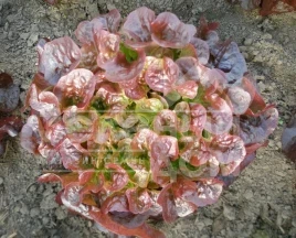 Семена салата Дубаред / Dubared купить оптом и в розницу в Украине по выгодной цене