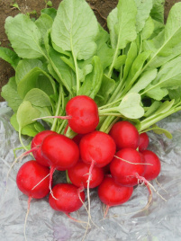 Насіння редису Хелена F1 / Helena F1 купити оптом і в роздріб в Україні за вигідною ціною