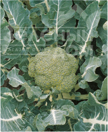 Насіння капусти броколі Батавія F1 / Batavia F1,65-68 днів купити оптом і в роздріб в Україні за вигідною ціною